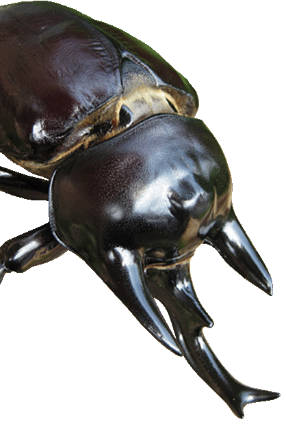 アクティオン
