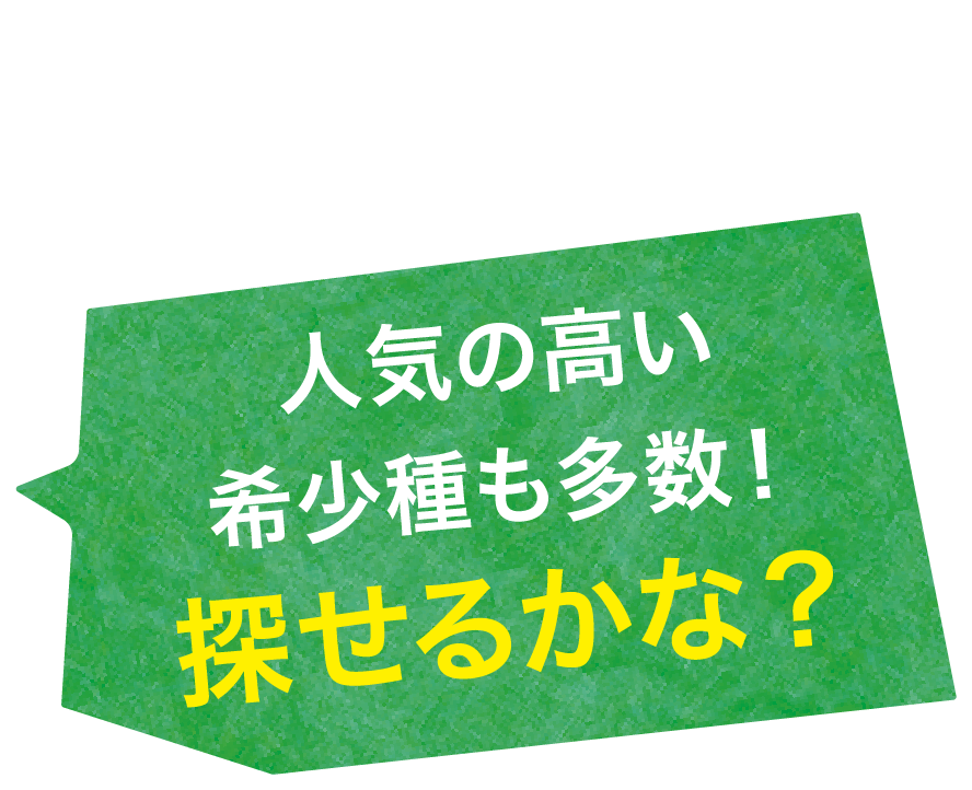 人気の高い希少種も多数!探せるかな?
